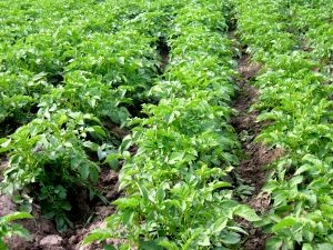 Potato field